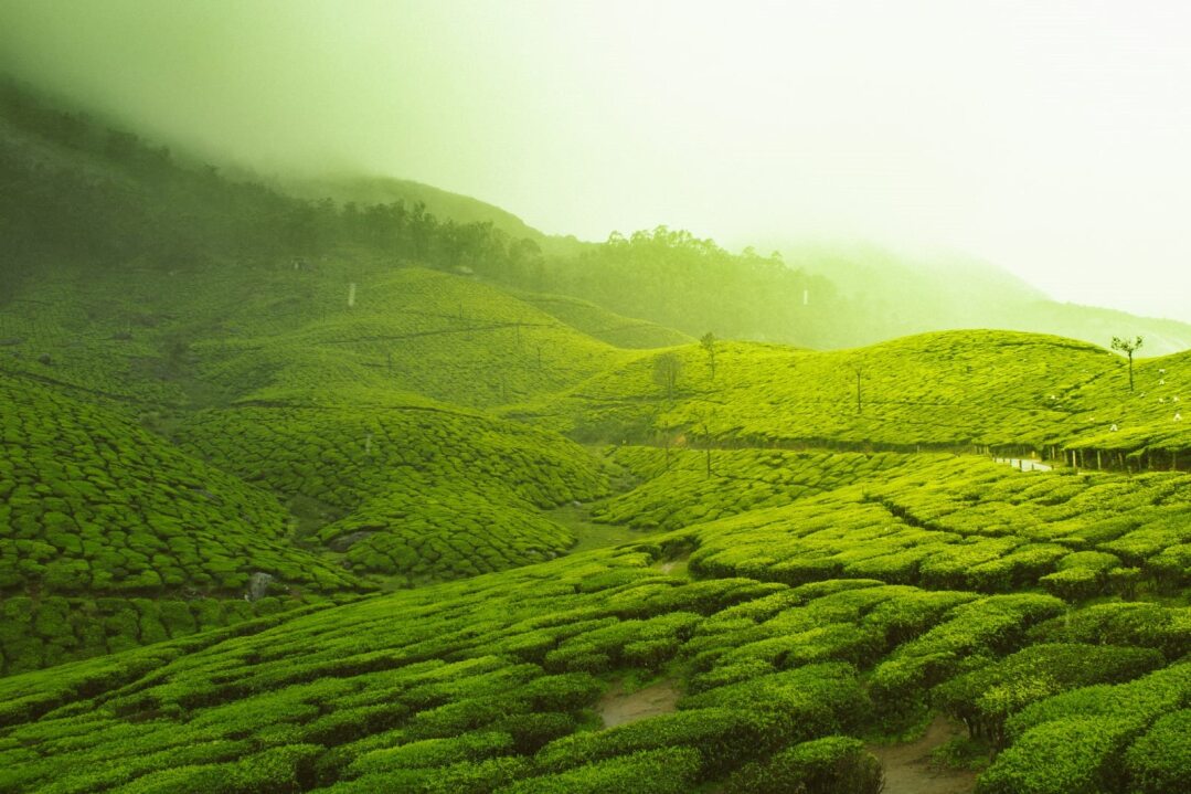 Tea Garden